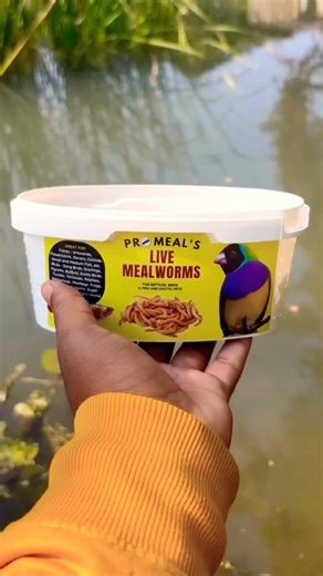 Insects by Promeal.in #shorts #viral #trending #fish #fishing #minivlog #oscars