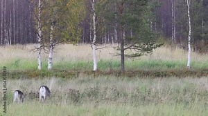 Reindeers in Autumn in Lapland, Northern Finland. Europe