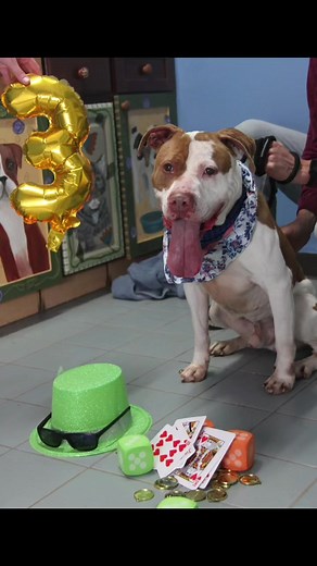 Please share Thor we know his perfect home is out there! Our website is hsov.org #greenscreenvideo #greenscreen #fyp #foryou #BigComfy #adopt #humanesociety #animalshelter #longestresident #lucky #3years #dog