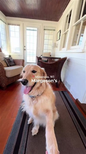 Mac is here to take you through Margeson’s 🐾 This pet-friendly Northwoods gem is packed with history, sits right on the Minocqua Chain, and features a great-sized dock for lake days. Just minutes from downtown Minocqua—bringing your dog along is just the cherry on top. What more could you want? #Minocqua #NorthwoodsCabin #PetFriendlyStay #DogFriendlyTravel #travelwisconsin