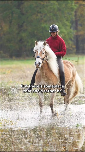 Best place to be! ❤️🐴 #horse riding #haflinger