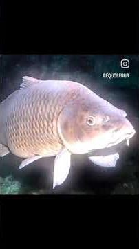 call of duty zombies man yells about fish