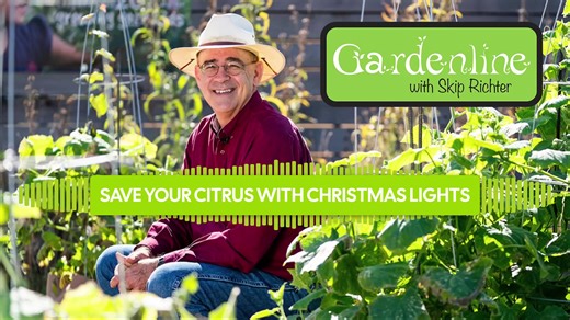 1K views | Here's a fun frost protection tip that actually works! ✨⁣...