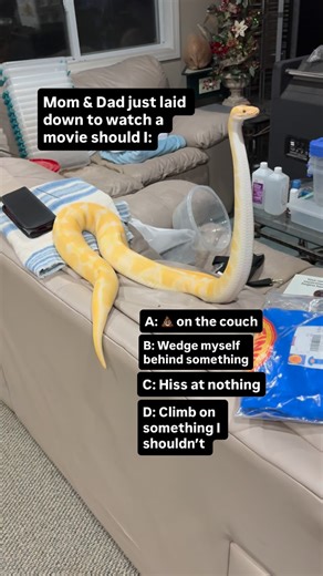 BALLS OF FURY on Instagram: "What do you think my Ball Python will do in this situation😂🐍!?"