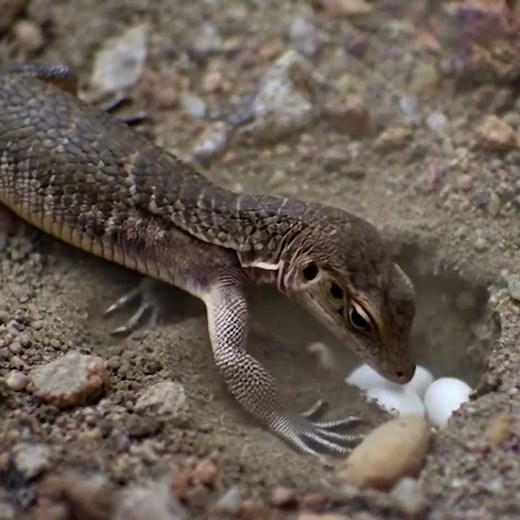 From Push-ups to Predators: The Fascinating Life Cycle of Lizards! 🦎