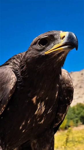 Eagle’s Amazing Sound 🦅 | Powerful Eagle Call!