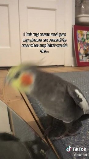 Parrot singing September