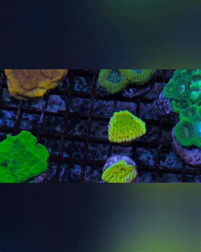 🌊✨ New Coral Frag Drop! ✨🌊 Our frag tanks are bursting with color and life — now featuring stunning Stellaria Chalice, vibrant Zoas, fluffy Duncans, eye-catching Favia, and so much more! 🪸 Whether you’re looking to add bold color, movement, or unique growth patterns to your reef, we’ve got the perfect coral for your setup. These fresh frags won’t last long, so come check them out while they’re still here! #ReefTank #SaltwaterAquarium #CoralFrags #ChaliceCoral #Zoas #Favia #ReefingCommunity #A
