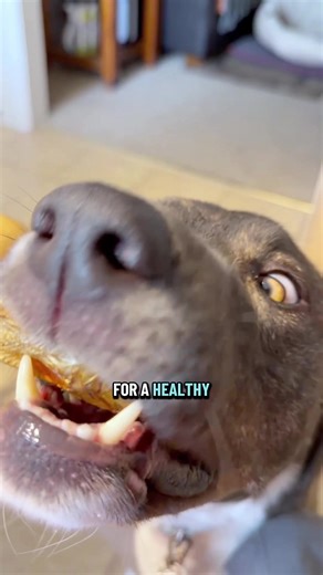 Single ingredient wild caught Baltic herring dog treats @Plato Air-Dried Treats #dogtreats #doggo #dog #dogsoftiktok #fyp