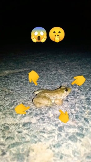 catching frogs funny | Funny frogs | Catching Frog funny | How to catch a funny frog | froggy