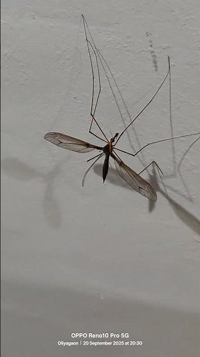 Giant Mosquito?! 🦟 NO! It's a Crane Fly (Mosquito Hawk) up close! 🤯 #Cranefly #NatureShorts