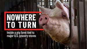 ❌🐷 Nowhere to turn. This is the reality for a mother pig confined in a gestation crate on a U.S. pig farm linked to Ahold Delhaize—the parent company of Stop & Shop, GIANT and Food Lion. They promised to end this cruelty over a decade ago. They’ve failed. 👀 Now they’re hoping you’ll forget what you have seen during Animal Equalty's undercover investigation: ➡️ Pigs trapped in small crates, unable to move, covered in wounds. ➡️ Pregnant pigs confined for months, desperate to escape. ➡️ Prematur