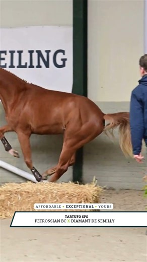 ✨ Pedigrees that speak for themselves