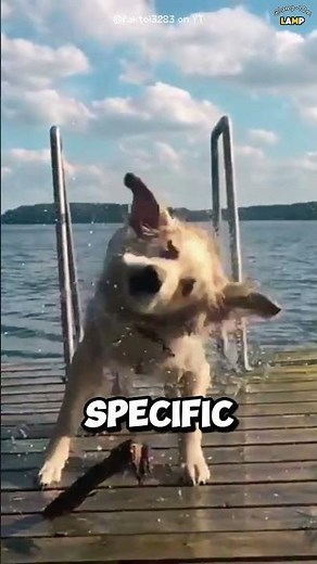 Why Do Dogs Shake When They're Wet?