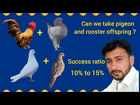 Dove + pigeon | rooster × pigeon | reality of cross breed
