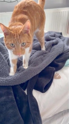 Cat Biscuit Factory Double Production #funnycats #cutecats #shorts