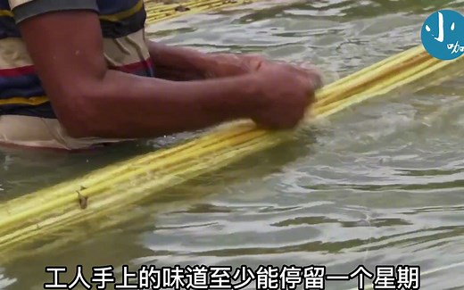 纪录片：在我国逐渐消失的植物，孟加拉收获黄麻现场 #纪录片 #黄麻种植