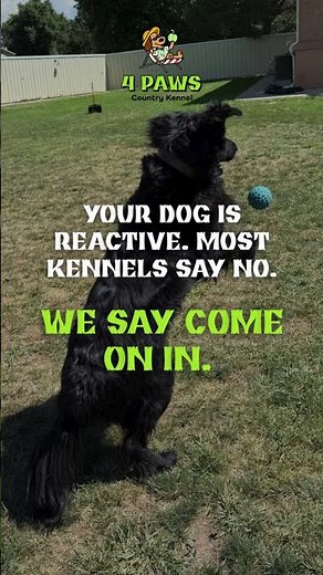 Dog Boarding for Reactive & Anxious Dogs