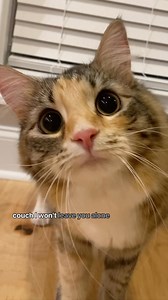 All stars Mika & Mocha 🌟 Follow us for more daily cute cat content 🙏 #cats #mikaandmocha #catvideos #catparodies #rescuecat #browncat #cutecats #bsh #fluffytabby #allstar #parody #catsongs #catsofinstagram | Mika and Mocha