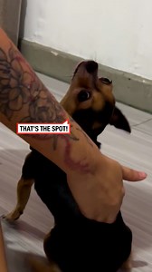 79K views · 407 reactions | I need a personal back scratcher  | LADbible New Zealand | Facebook