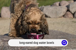 Best Long-Eared Dog Water Bowls For Spaniel Ears (2025) - OodleLife®