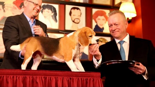 Beagle Miss P Wins Westminster for Best in Show, Beating Brilliantly Coiffed Breeds