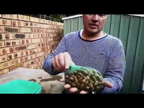 Testing cycad seeds, and germination Andre Cilliers