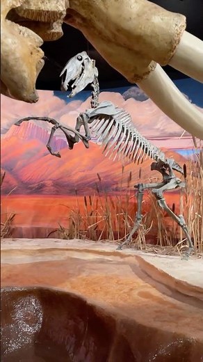 Fossils of the Black Rock Desert | Silver State Stories #silverstatestories #nevadahistory