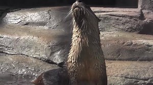 We're excited about River Otter Birthday Week, not just because we love Maya, Benny and the rest of the romp, but also because North American River Otters are such a great conservation success story. http://bit.ly/tnaqobw16 | Tennessee Aquarium