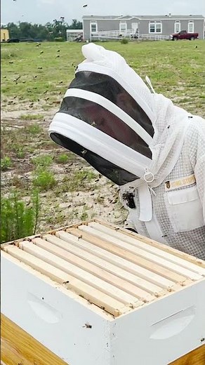 This Hive Was PACKED With Bees… So We Added Another Box 🐝