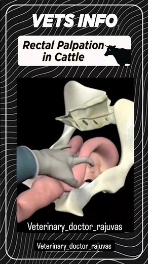 Rectal palpation is a reliable and accurate technique for diagnosing pregnancy in cattle.