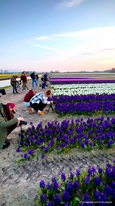 193K views · 399 reactions | Three cheers for the hyacinth! This beguilingly fragrant spring flower may often be overlooked in favor of the tulip – at least in the Netherlands, but the colorful blooms also have their admirers. Here we have a bulb nursery in Noordwijkerhout, in the western part of the Netherlands, not far from the famous Keukenhof park in Lisse.  instagram.com/nick_skeyes | DW Travel | Facebook