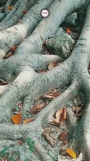 Ancient Tree Roots Emerging from Ground – Spreading Across Earth Surface Creating Unique Fishnet