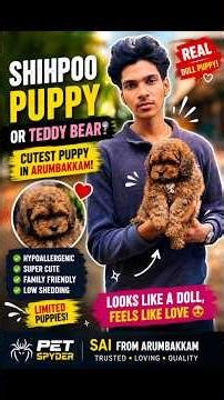 🐶✨ SHIHPOO OR TEDDY BEAR? 😍 | CUTEST DOLL PUPPY IN ARUMBAKKAM! #PetSpyder #Shorts