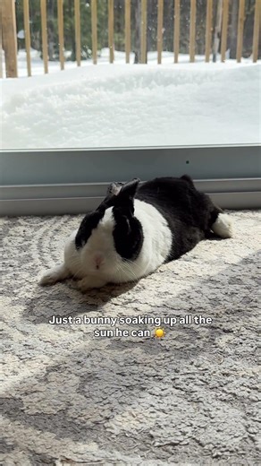 Bunny enjoying the sunshine on a cold day
