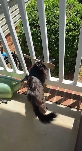 Keeping Kitty on the Porch || ViralHog