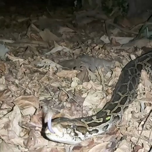 2.1K views · 25 reactions | The Burmese Python, one of the world's...