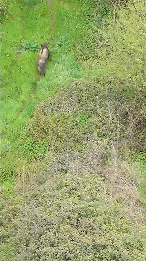 Gros sanglier levé en début de chasse !! #chasse #chien