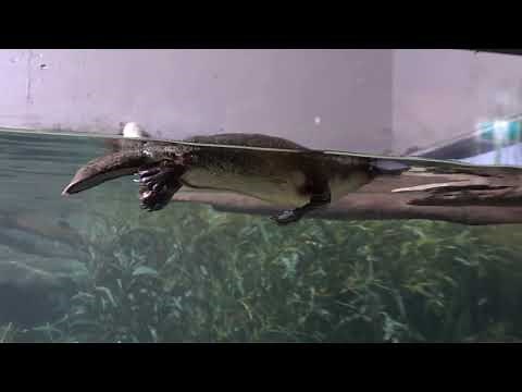 Platypus Has Fun While Swimming Underwater And Moves Back Into Wooden Box Afterwards - 1211617