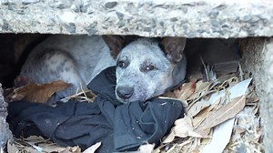 Download stray dog lives under a broken cement road surface. for free