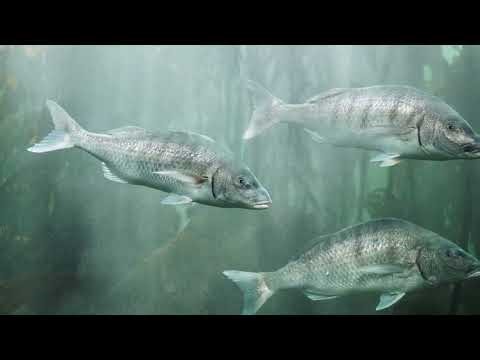 Underwater World 4K HD – Marine Life, Sea Animals