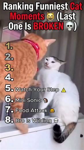 Which Cat Moment Made You Laugh the Most?