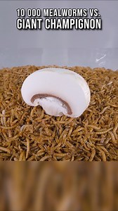 🪱 Mealworms vs. Giant champignon 😂Visit https://wormlapse.info and share your ideas on what to feed the worms! #food #timelapse #Mealworms | WormLapse