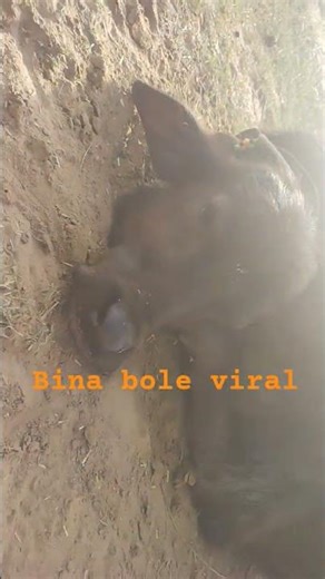 BINA BOLE VIDEO VIRAL