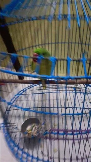 talking parrots..#youtubeshorts #petbirds #parrot #shortvideo #birds #funny #shorts