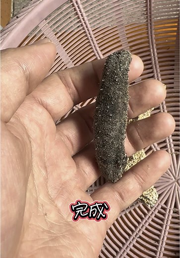 大阪湾のナマコ料理体験