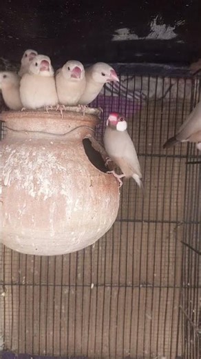 Fawn Java pair with 5 chicks