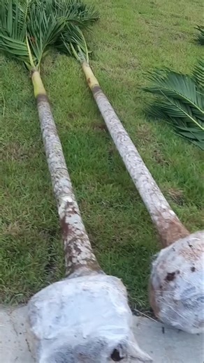 Palmas plantas on Instagram: "✅Palmas Real Enana (Adonidia merrillii) para Proyecto 🤝🌴🏡✨💫🎁. ✅Tenemos Disponibles 🌴🌴🌴 ✅Pueden Ir al link de Nuestro WhatsApp en Nuestros Perfil o escribirnos al WhatsApp 6285-0123 para envíales imágenes y precios de nuestras palmas y plantas para interiores y exteriores 🤝🍃🌴🏡. #507 #viverospanama #jardinespanama #paisajismopanama #panamaverde enteratepanama"