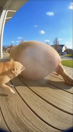pig fart funny