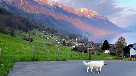 あなたと田舎の小道を歩きたい #旅行動画 #旅行動画でひとつに #旅行好き #風景動画 #孤獨的最高境界 #風景美